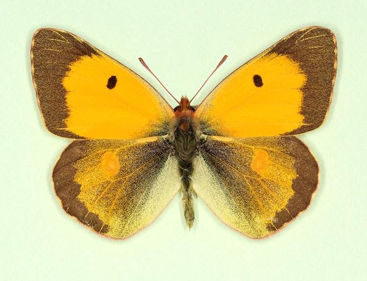 Colias croceus male (aberrant form retronigra) (Internet Image property of respective owner, non-commercial use only)